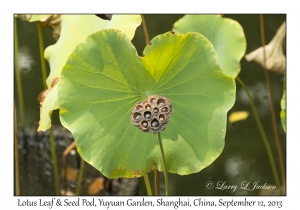 Lotus Leaf & Seed Pod