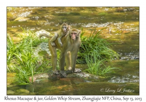 Rhesus Macaque & juvenile