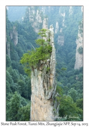 Pillars, Stone Peak Forest