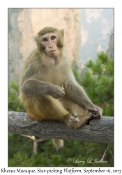 Rhesus Macaque, Star-picking Platform