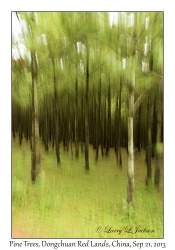 Blurred Pine Trees