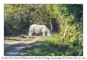 Greater One-horned Rhinoceros