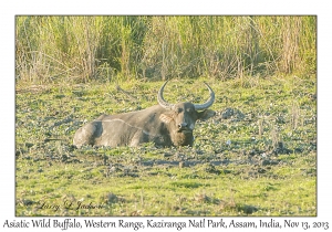 Asiatic Wild Buffalo