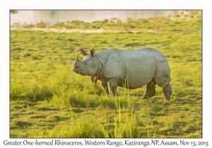 Greater One-horned Rhinoceros, male