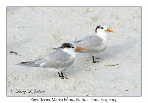 Royal Terns