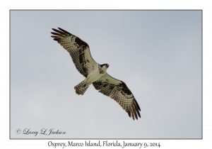 Osprey