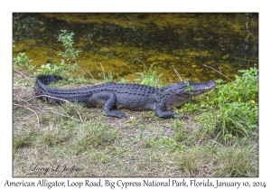 American Alligator