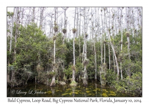 Bald Cypress trees