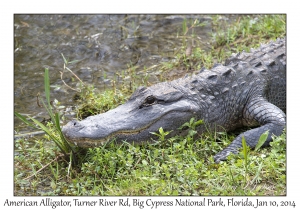 American Alligator