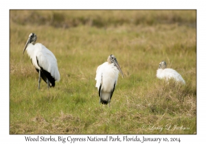 Wood Storks