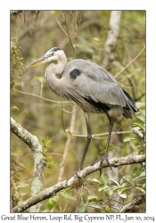 Great Blue Heron