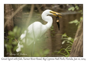Great Egret