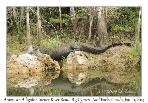 American Alligator
