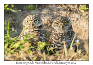 Burrowing Owls