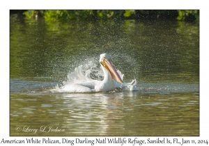 American White Pelican