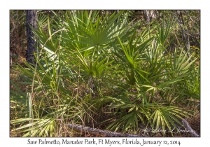 Saw Palmetto