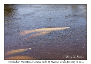 West Indian Manatees