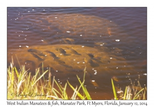 West Indian Manatees