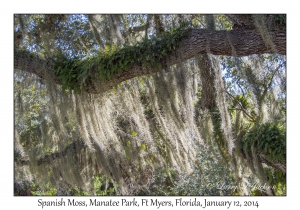 Spanish Moss