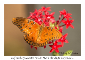 Gulf Fritillary