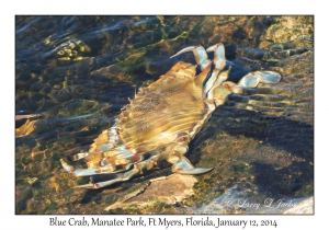 Blue Crab