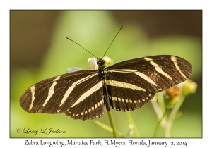 Zebra Longwing