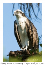 Osprey