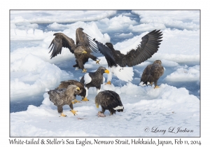 Steller's Sea Eagles & White-tailed Eagles