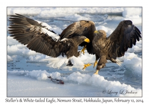 Steller's Sea Eagle & White-tailed Eagle