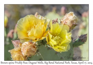 Brown-spine Prickly Pear
