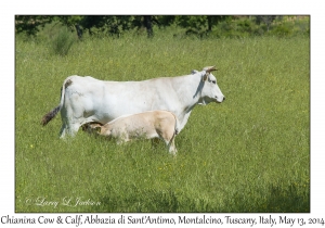 Chianina Cow & Calf