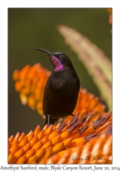 Amethyst Sunbird, male