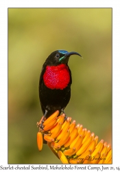 Scarlet-chested Sunbird, male