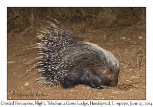 Crested Porcupine