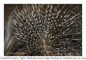 Crested Porcupine quills