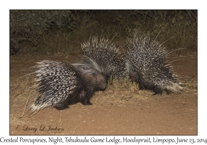 Crested Porcupines