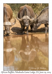 African Buffalo & reflection