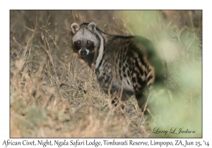African Civet, night