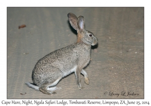 Cape Hare, night