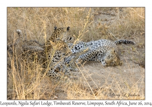 Leopard, female & juveniles