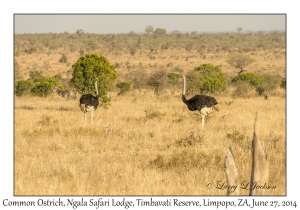 Common Ostrich, males