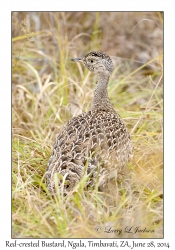Red-crested Bustard