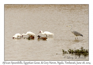 African Spoonbills, Egyptian Geese & Grey Heron