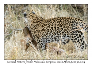 Leopard, female
