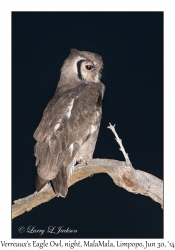 Verreaux's Eagle Owl, night