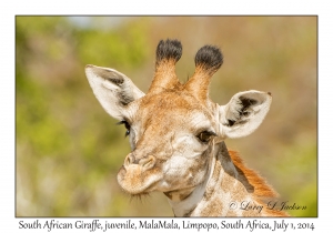 South African Giraffe, juvenile