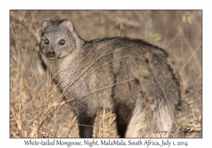 White-tailed Mongoose, night