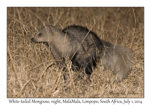 White-tailed Mongoose, night