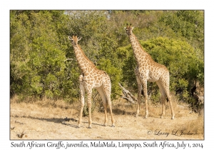 South African Giraffe, juveniles