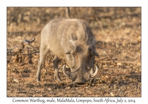 Common Warthog, male